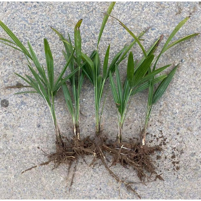 棕榈树苗棕树苗蒲葵扇子树苗绿化苗木庭院耐寒四季常青植物盆栽 小苗