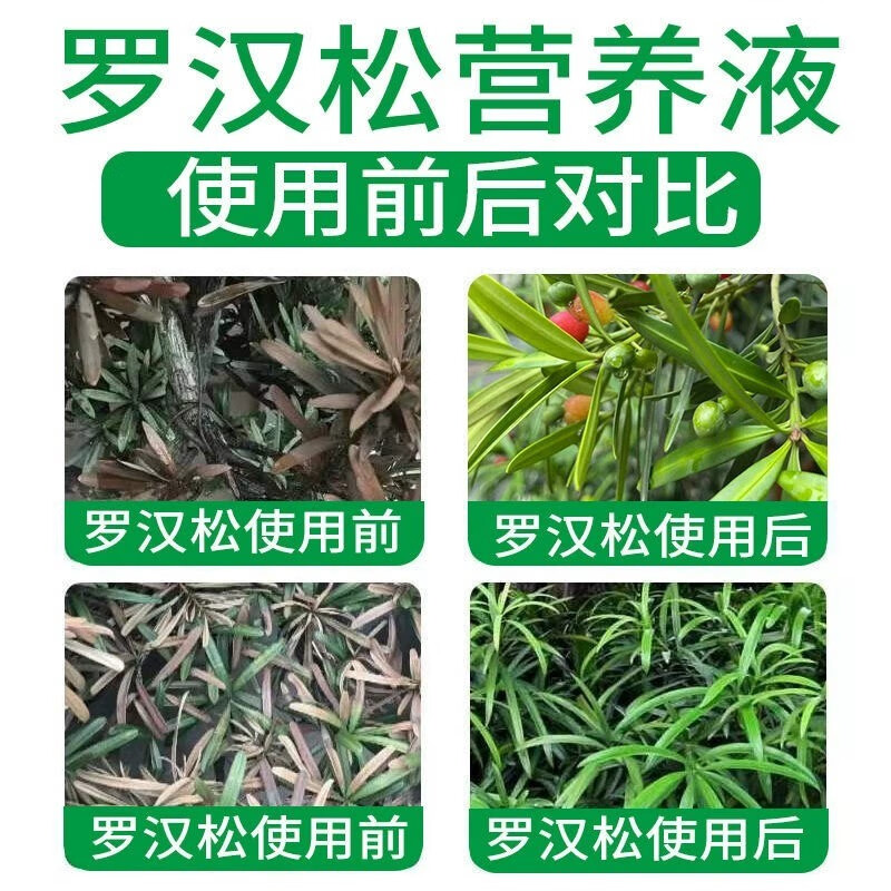 罗汉松专用肥喜酸植物叶面喷施营养液防黄落枯叶烂黑根腐 3瓶