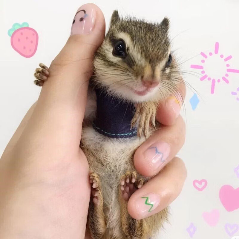 异宠松鼠活体宠物小松鼠活物幼崽金花黄山魔王松鼠包活 金花压成公母