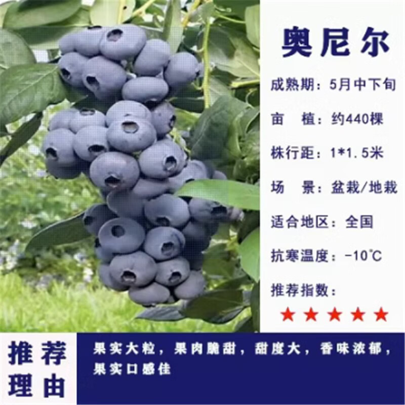 蓝莓苗带土发货蓝莓树苗南方北方种植盆栽地栽果苗 奥尼尔 3年苗当年