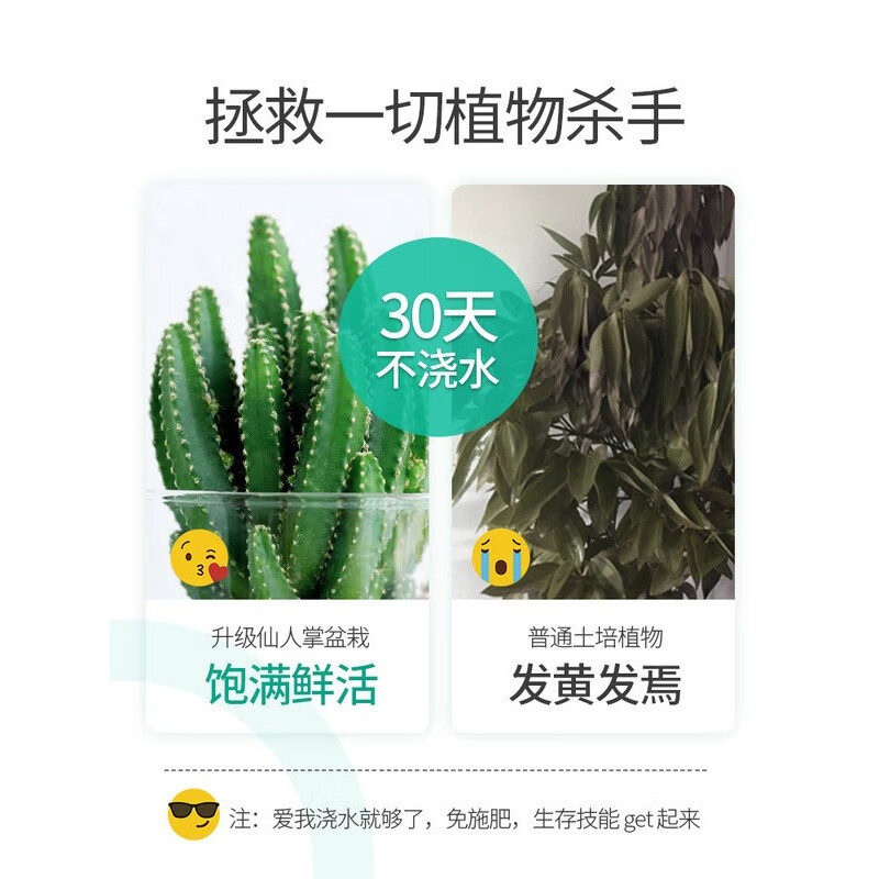 绿荫巷子多肉植物类绿植盆栽肉肉办公室内仙人掌球桌面带盆好养活小盆景【雅乐之舞】+大号玻璃杯土砂主图2