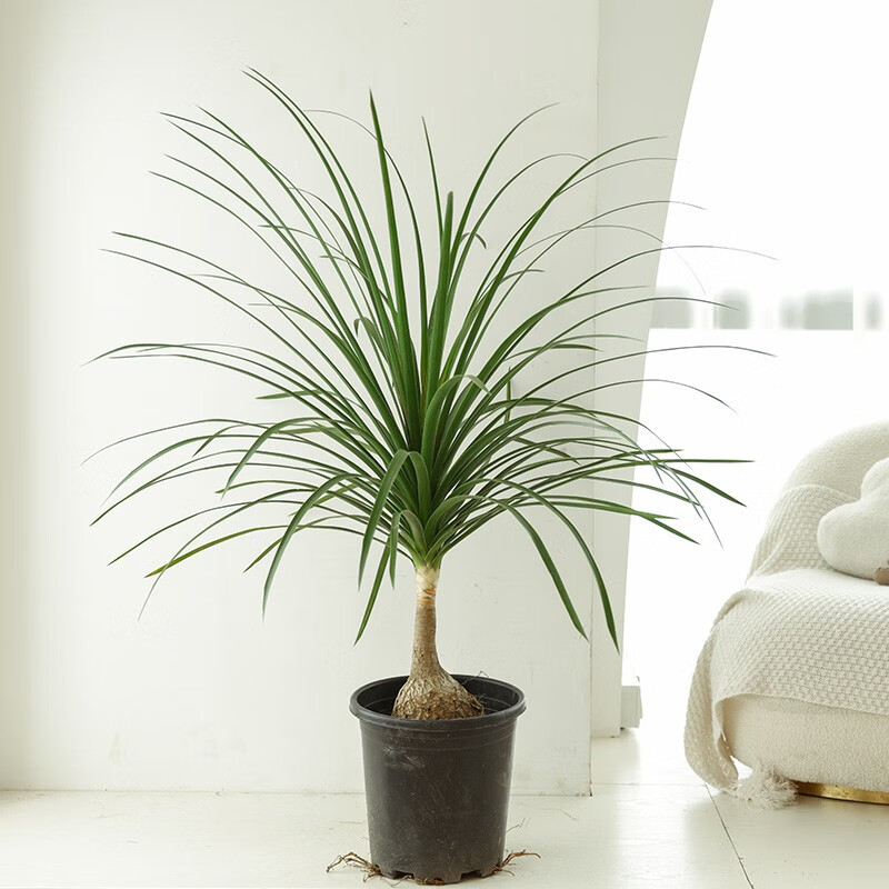 老桩酒瓶兰盆栽室内禅意绿植客厅旺宅好养耐旱耐阴办公室沙生植物 70