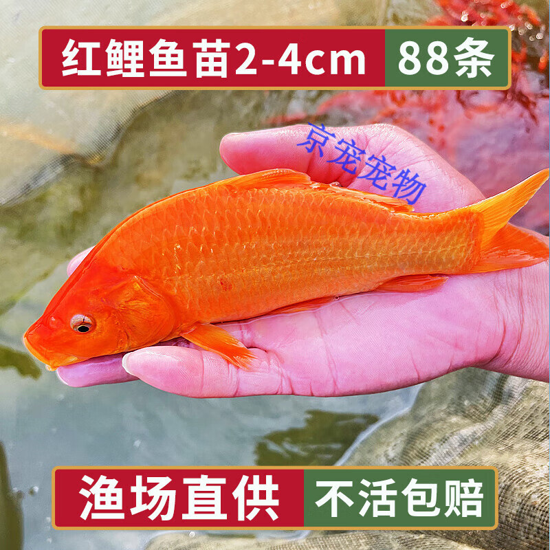 采缇(caiti)红鲤鱼兴国荷包红鲤鱼观赏鱼冷水鱼淡水养殖苗 精品红鲤2