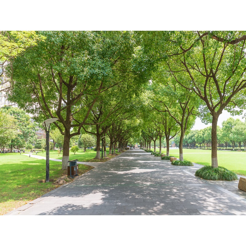 鑫鑫牛直播背景墙纸3d立体 高清新款直播间背景大学校园风景背 乳白色