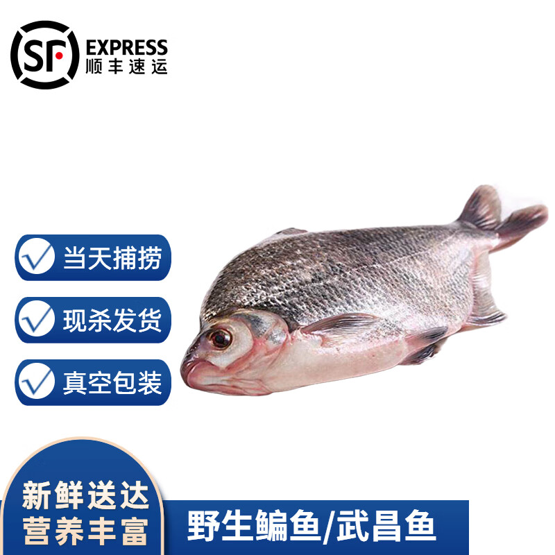 沢素湾 微山湖鳊鱼 武昌鱼 现杀 新鲜武昌鱼 淡水鲳鱼 【杀好净重】2