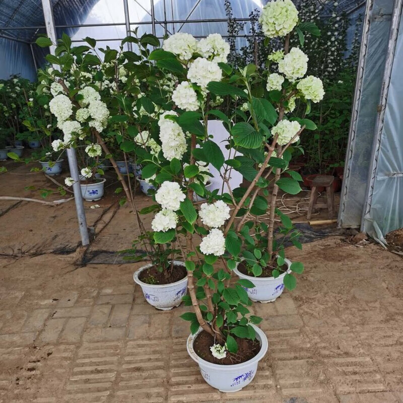 10年大苗木本植物木繡球花苗木本繡球花繡球花樹苗 庭院綠化苗木盆栽花苗 木繡球4年苗 不含盆