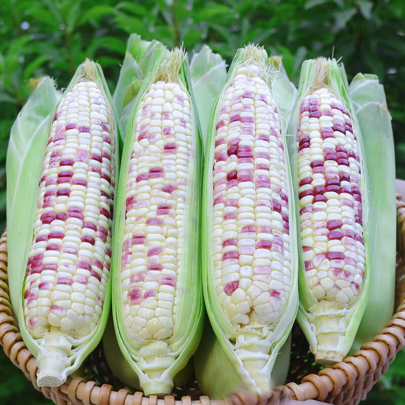 根茎类历史价格查询网址|根茎类价格比较