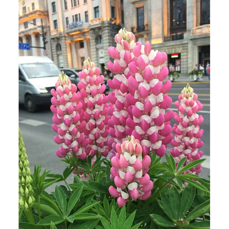 醉春木羽扇豆花苗鲁冰花切花型耐寒耐热阳台庭院盆栽花卉易种好养活
