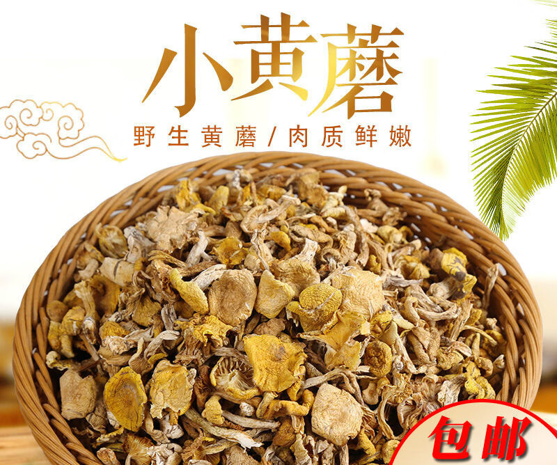 东北特产野生小黄蘑松树黄油菌榆黄蘑小鸡炖蘑菇干货 野生小黄蘑250g