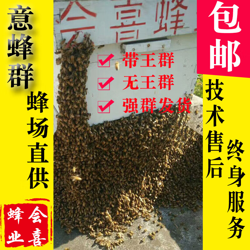 云珀意蜂蜂群出售产王群活体蜂群包活蜂疗蜜蜂授粉蜂群意大利笼蜂