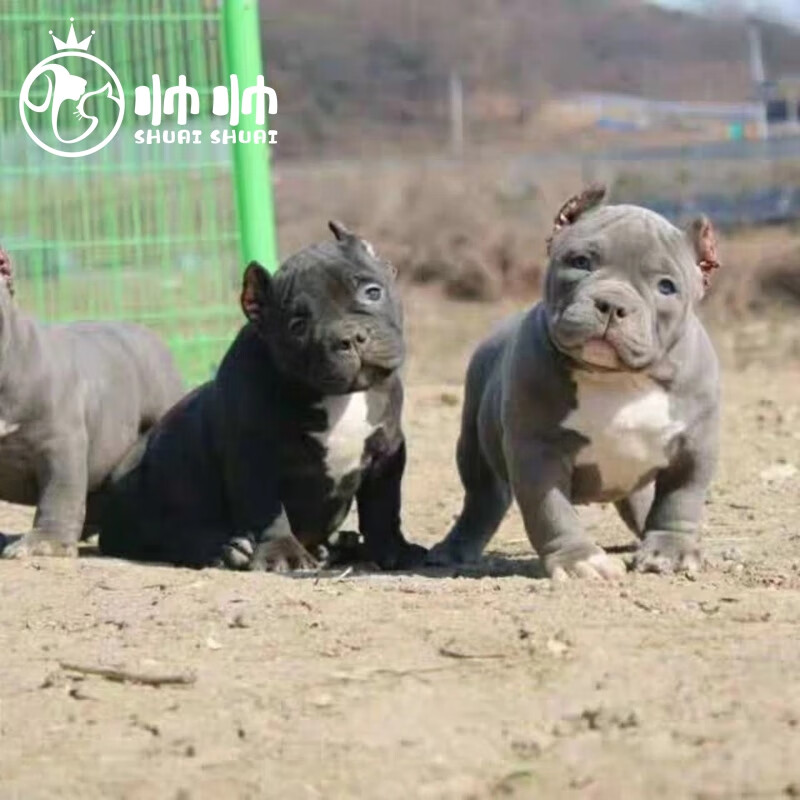 帅帅名宠北京犬舍 纯种恶霸犬幼犬活体活狗幼崽 温顺可爱 宠物级