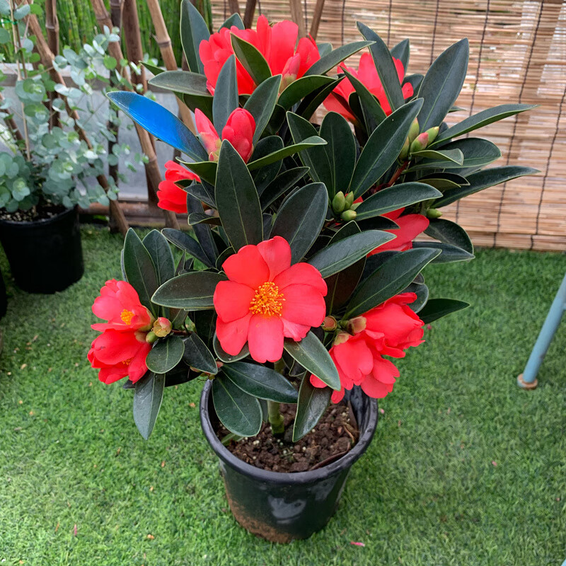 盆栽红山茶杜鹃 四季茶花苗 带花苞 四季杜鹃茶花树苗 花卉 绿植