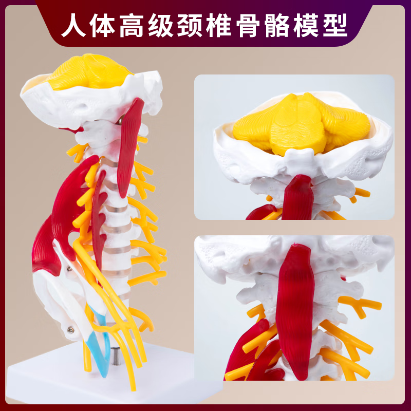 脊椎模型 人体颈椎带肌肉神经脑干枕骨脊椎脊柱医学教学解剖骨骼