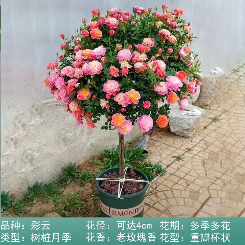 云仓树桩月季花苗老桩特大花庭院盆栽地栽嫁接多色大树月季树z1 彩云