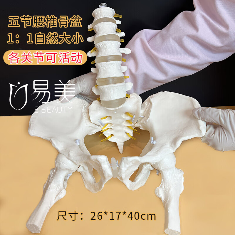女性骨盆模型可活动人体动态解剖盆底肌教学腰椎产后康复培训骨架