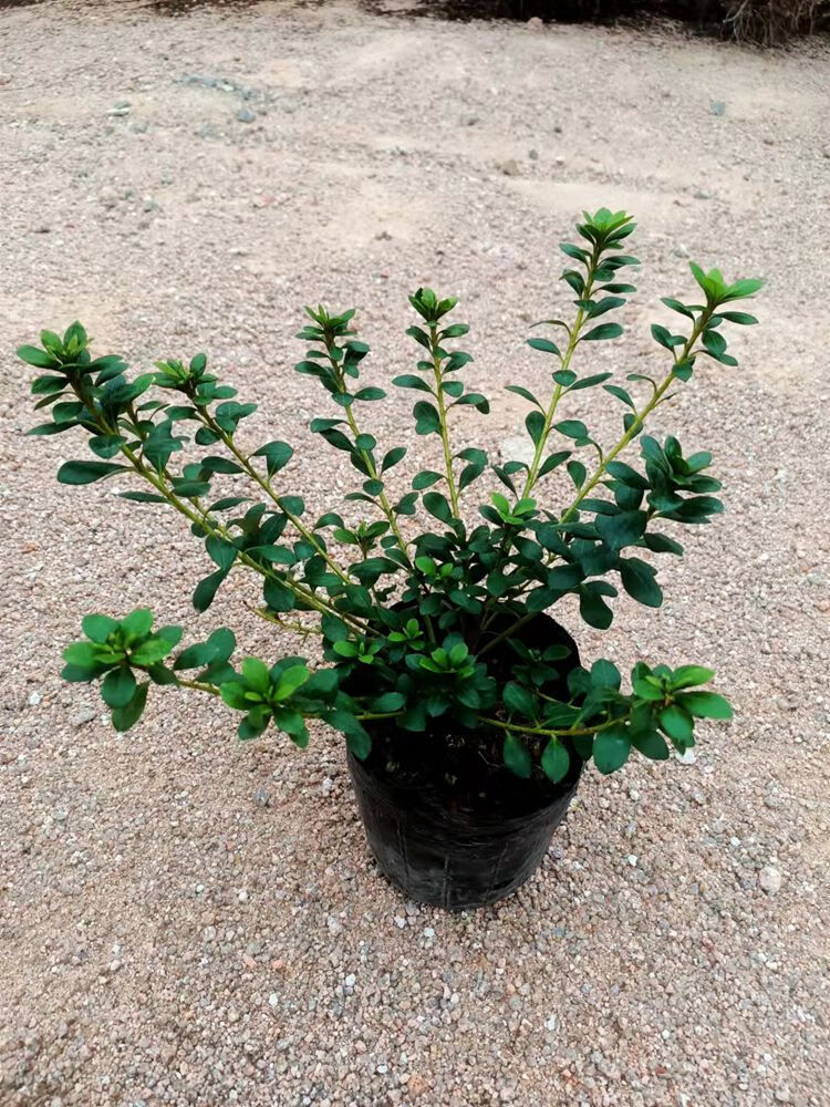鹃之舞日本皋月杜鹃稀有品种一树多色绿植花卉四季开花盆栽苗好养花草