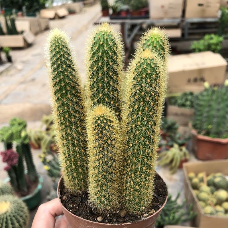 多肉植物黄金钮黄金条猴尾柱仙人开花仙人球仙人掌小盆栽 黄金条4颗有