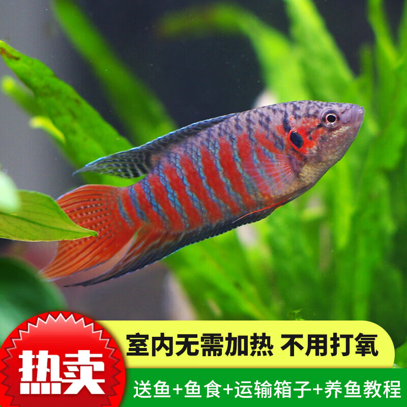 中国斗鱼活体野生普叉不换水好养耐活观赏鱼淡冷水包损包活冷水鱼小型