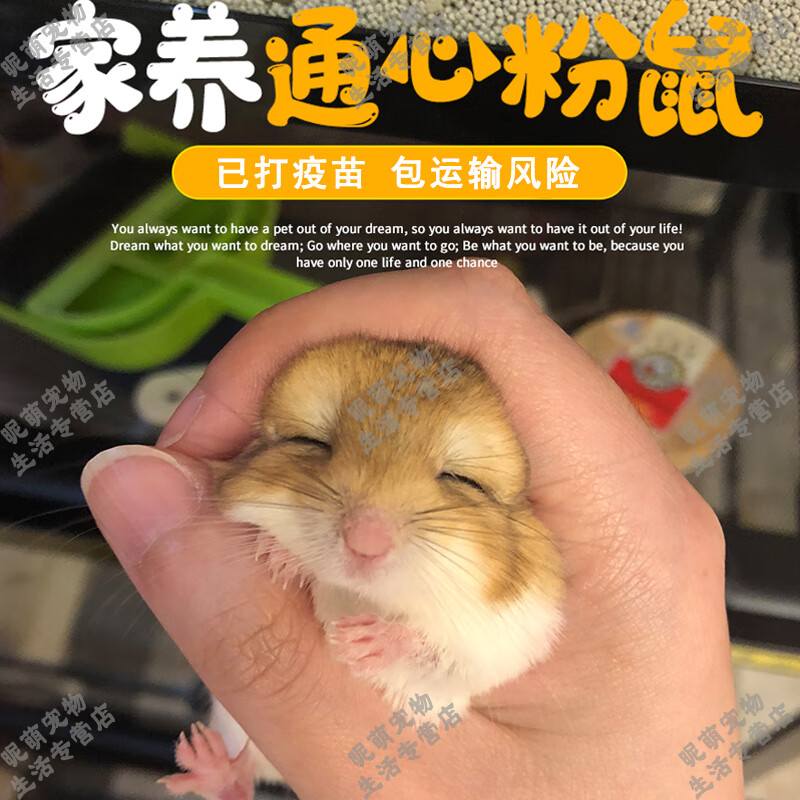 smvp萌宠通心粉鼠活体笼子幼崽北非肥尾沙鼠宿舍小宠物鼠包活 通通粉