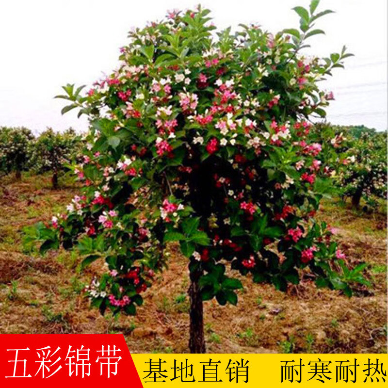 绿化花卉盆栽树苗四季植物红王子锦带花苗带花 丛生五彩锦带2-3分支