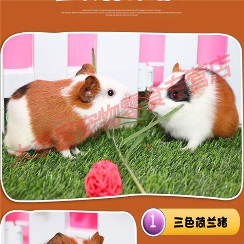 达泽侠荷兰猪活体宠物豚鼠荷兰兔饲料荷兰鼠宠物 三色一只公