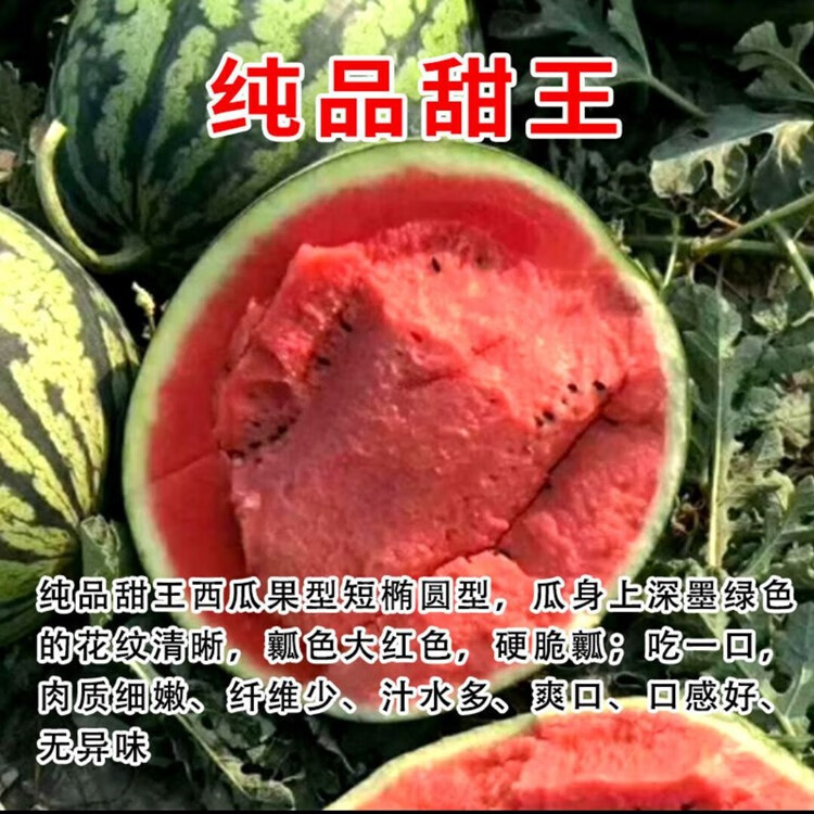 苗无籽美都麒麟瓜苗秧南方阳台盆栽种植甜瓜苗秧苗 纯品甜王西瓜苗6棵