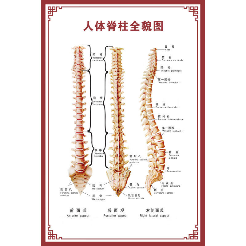 【新品】人体骨骼图大挂图器官示意图内脏结构图穴位图人体肌肉解剖图
