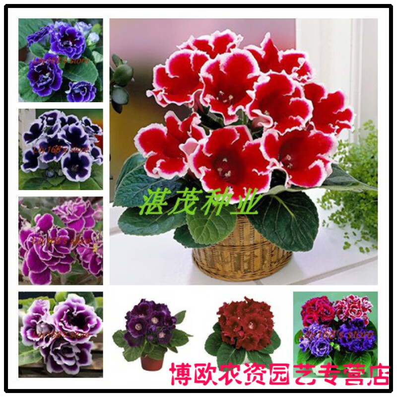 重瓣大岩桐花种子 富贵芙蓉花种子 大岩桐种子 四季易种花卉种籽 重瓣