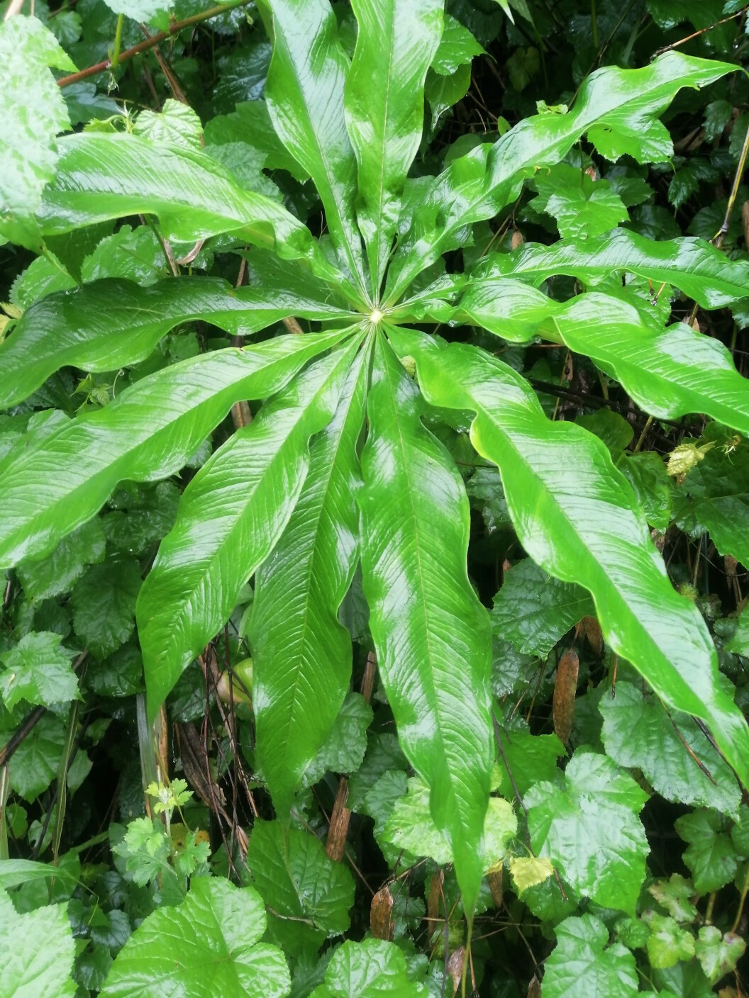 姒桀一把伞南星天南星虎掌南星天南星苗盆景 绿色1个 不含盆