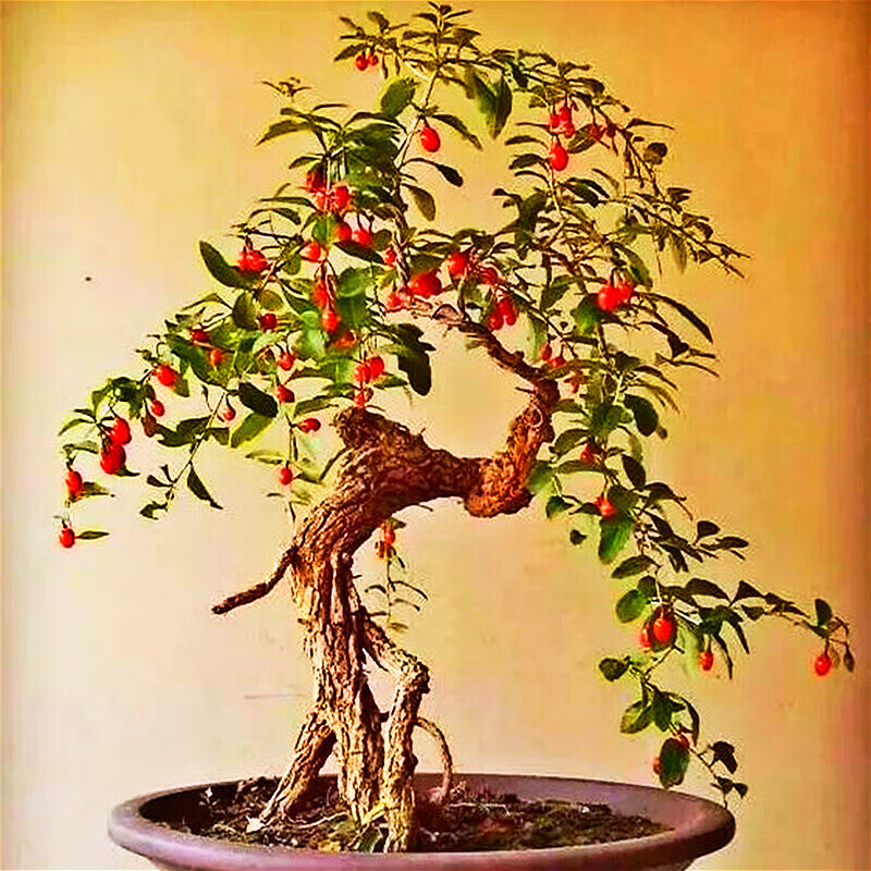 枸杞盆景植物盆栽花卉造景观假山老桩树桩四季室内阳台庭院绿植 10年1