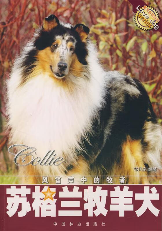 苏格兰牧羊犬 祁凤娟著【正版】