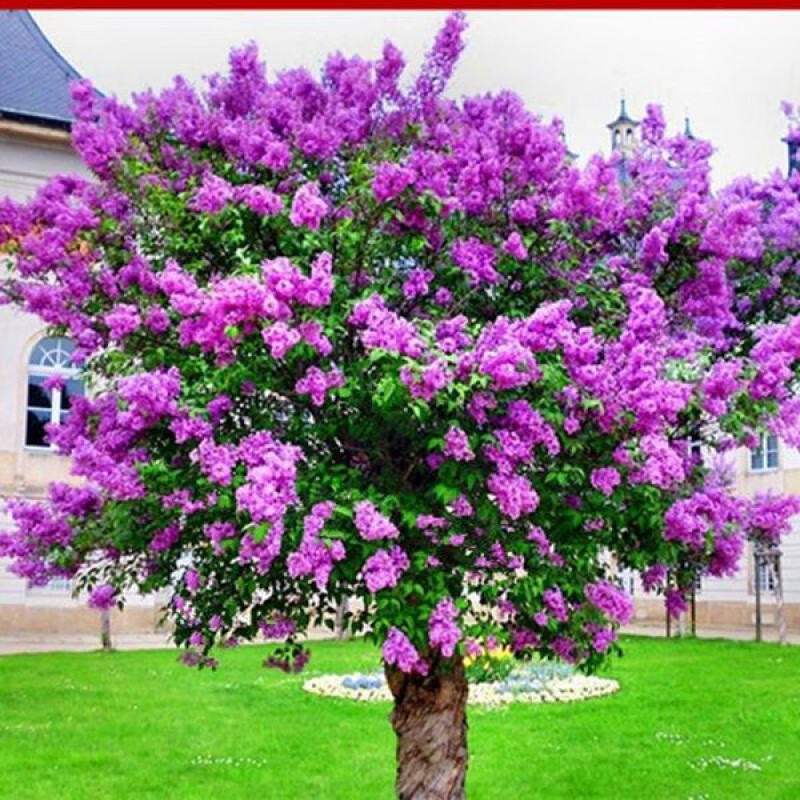 浓香型四季丁香花苗盆栽地栽室内庭院南方北方开花植物 紫色丁香花 3