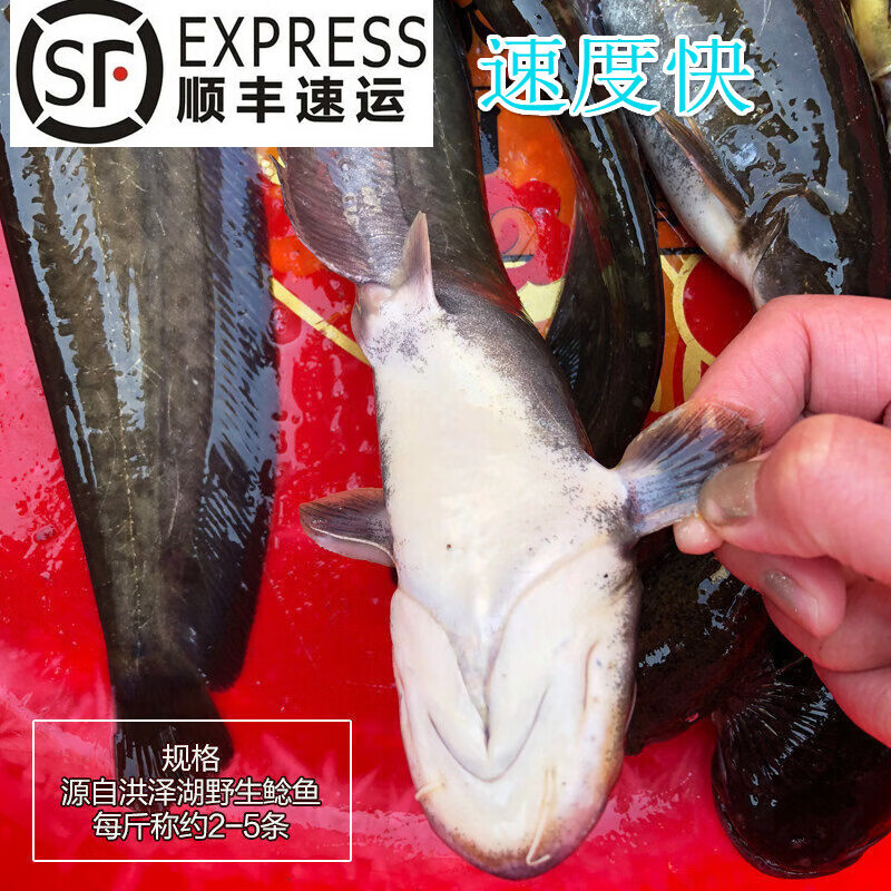lism淡水鱼水产鲶鱼鲜活现杀土鲶鱼 新鲜鲶鱼(1-6条/斤) 净膛后2斤