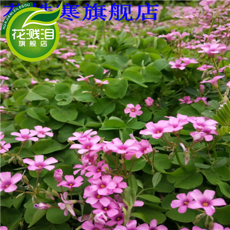 红花炸酱草紫叶酢浆草红花酢浆草幸运草老根老桩根球微型盆栽花卉