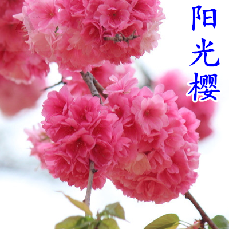 晚樱早樱盆栽地栽苗木观赏工程绿化庭院植物绿植花卉 阳光樱3公分粗