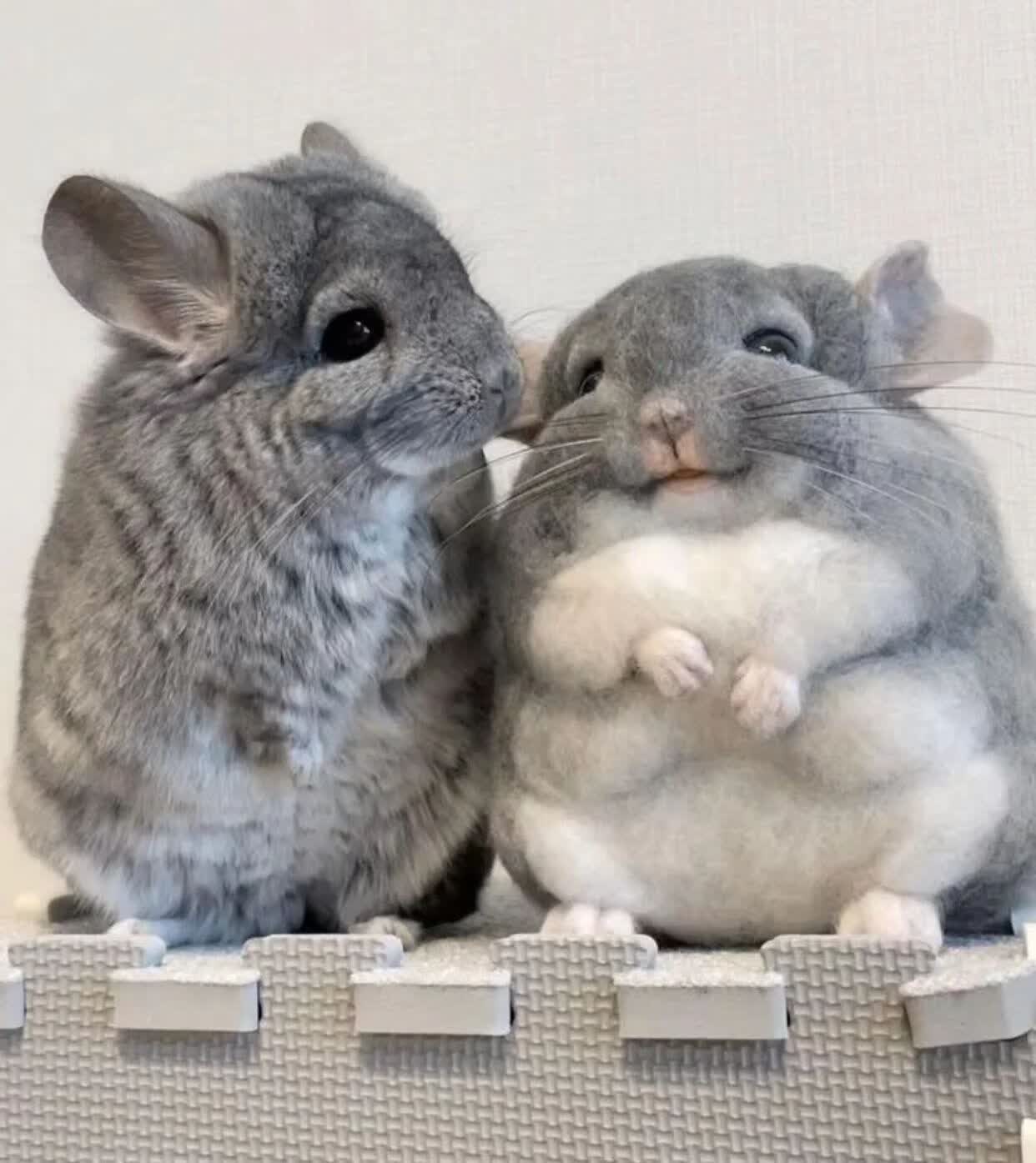 龙猫幼崽玩偶银斑米色标灰长不大家养小可爱纯种龙猫活物宠物定金