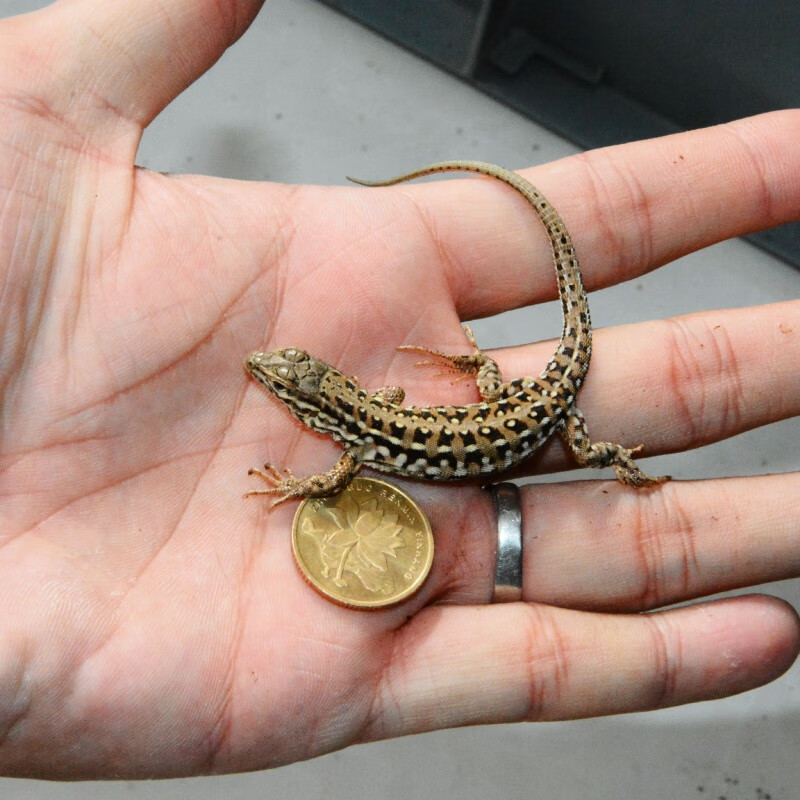 豹纹守宫爬宠活体宠物蜥蜴活体温顺爬宠活体宠物活体壁虎小蜥蜴活