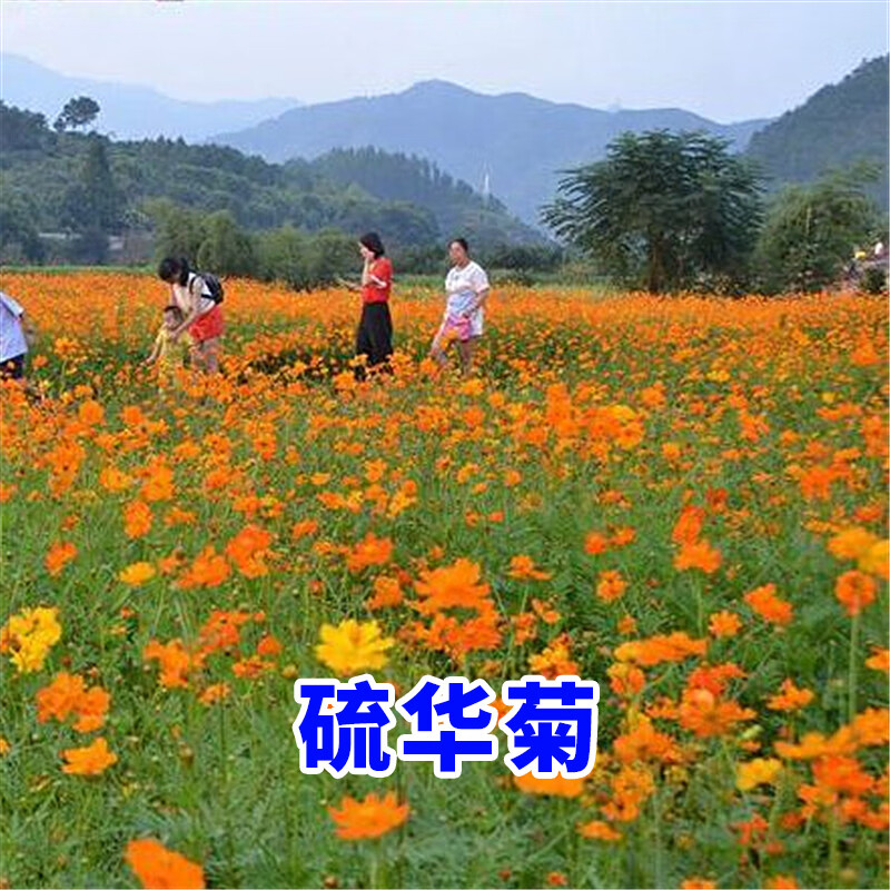 花种籽子四季播种开花硫化菊庭院室外黄秋英花种子 硫华菊种子 1千粒