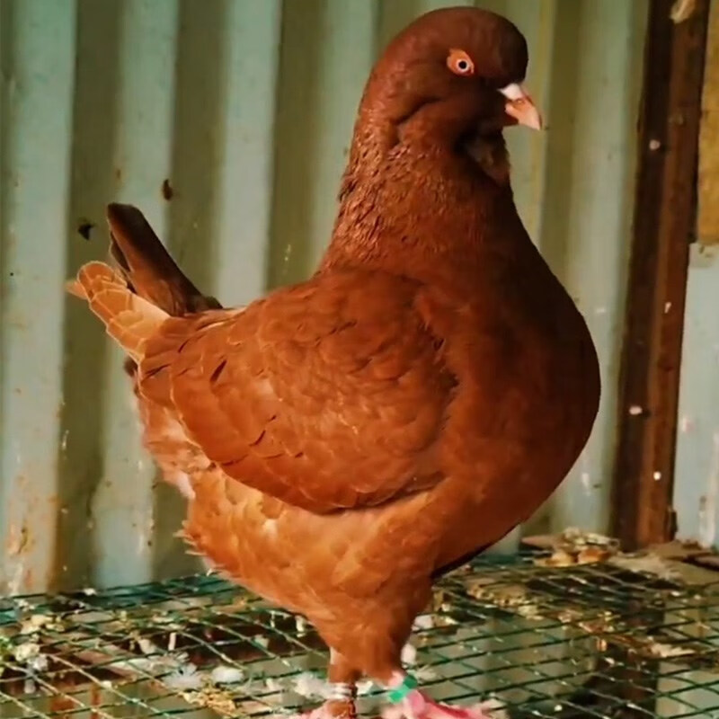 纯种特大体活体正宗元宝鸽子观赏鸽一公一母纯种成年