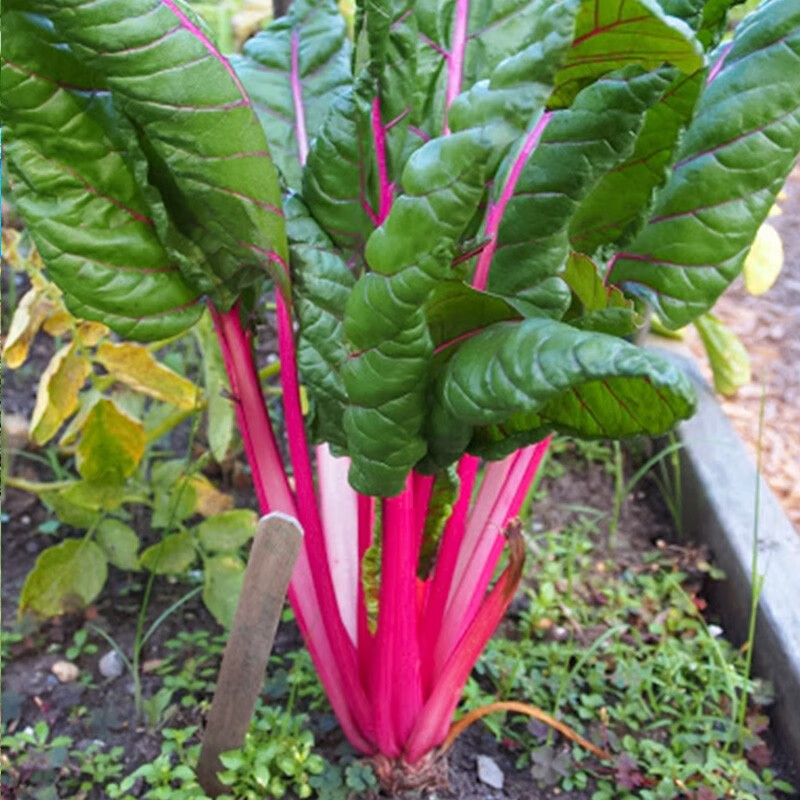 寿禾 根达菜种子根瘩菜君达菜蔬菜种籽耐热耐寒苗菜春冬季播种青菜 红