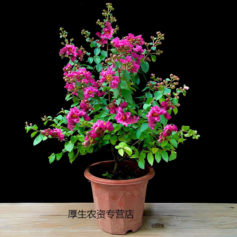 紫薇花盆栽阳台庭院花卉耐热耐寒多年生木本带花苞发货观花四季花