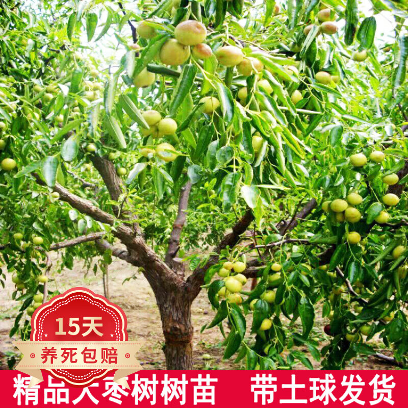 带土球嫁接枣树树苗 沾化冬枣子苗盆栽地栽果树苗庭院阳台苗木 8公分