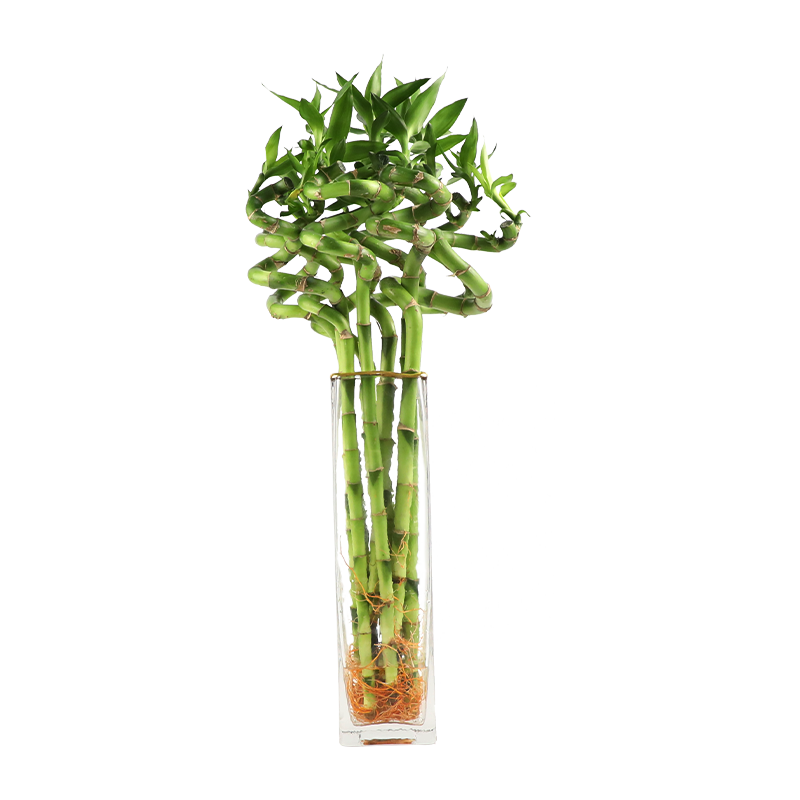 ��ǧ�ȸ�������6��ת����ڽڸ�ˮ����ֲ����50cm�߲���ƿԴͷֱ��