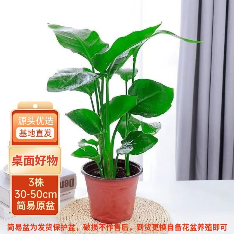 京东大型绿植价格曲线软件|大型绿植价格走势图