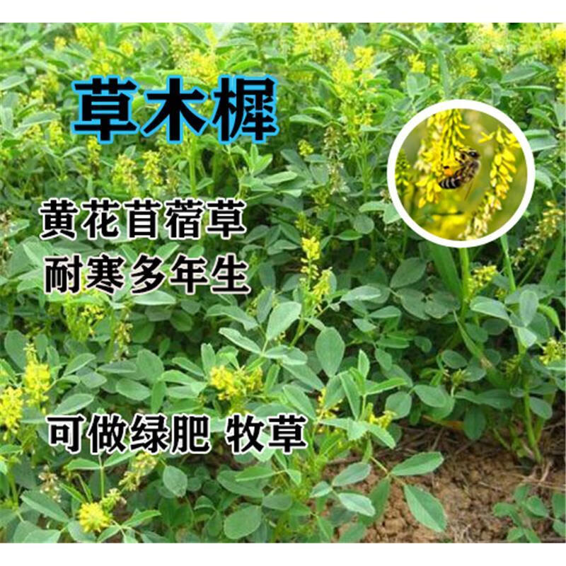 赤卉黄花苜蓿草种子白花黄花草木犀种子 饲用食用甜菜 多年生牧草种籽