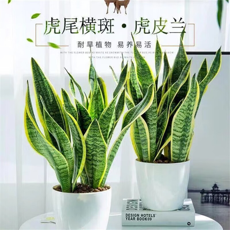 在网上购物怎么查绿植盆栽历史价格的|绿植盆栽价格历史