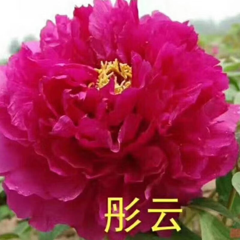 素蜜菏泽牡丹花苗北方耐寒老桩庭院盆栽浓香型四季室外红牡丹 彤云 9