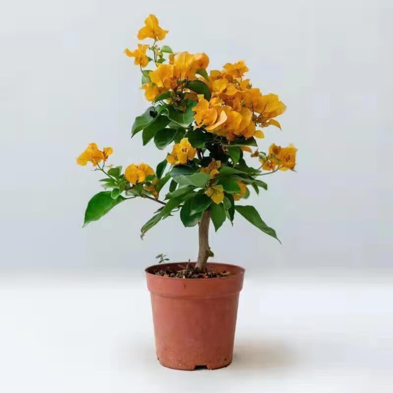 故园人带花三角梅盆栽庭院植物爬藤三角梅盆景重瓣三角梅花三角梅 糖