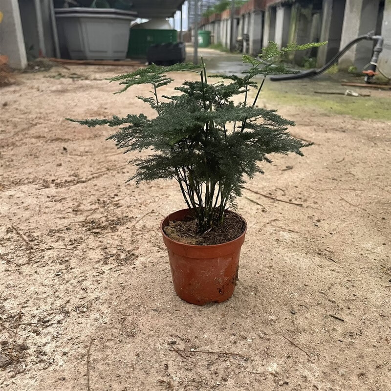 卉双文竹室内小盆栽植物办公室绿植桌面创意苔藓玉球 文竹基地原盆 含