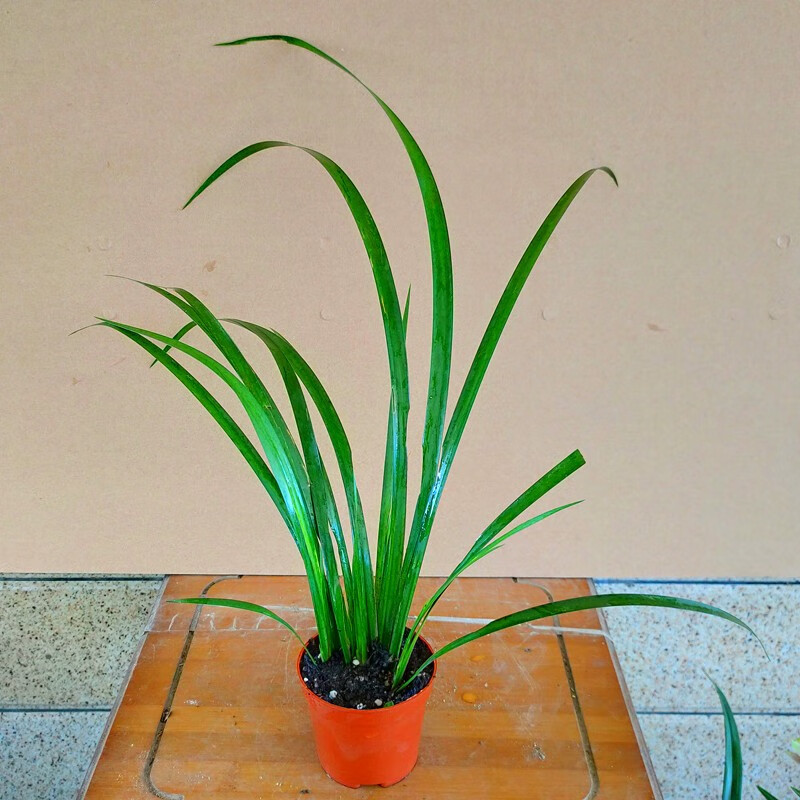 苗黄金姬虎须随手香苗绿植水培迷你小盆栽兰花草 1盆石菖蒲/8公分盆